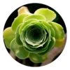Succulent Circular Impuzzible 400 Piece Jigsaw Puzzle -All Jigsaw Puzzles 5455fc7c 7a1a 465a 8408 93f266edc454
