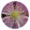 Clematis Circular Impuzzible 400 Piece Jigsaw Puzzle -All Jigsaw Puzzles 84cd5af2 0794 4e4e 9140 6ef673ced6a5