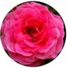 English Rose Circular Impuzzible 400 Piece Jigsaw Puzzle -All Jigsaw Puzzles 9f75dbb1 0ed8 435a 847a 192032aadc40