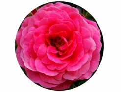 English Rose Circular Impuzzible 400 Piece Jigsaw Puzzle