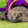 Hedgehog Pottering In The Garden 1000 Piece Jigsaw -All Jigsaw Puzzles ajp hedgehog pottering 1000 jig AJP13478