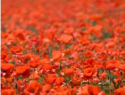 Mix & Match Impuzzibles - Buy 3 Impuzzibles Get 1 Free! -All Jigsaw Puzzles ajp impuzzible 28 poppies 1000 jig AJP13045 1