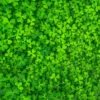 Find The Four Leaf Clover Impuzzible No.44 - 1000 Piece Jigsaw Puzzle