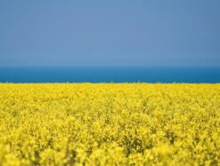 Peace And Prosperity- Impuzzible 1000 Piece Jigsaw Puzzle