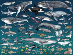 The Ocean 1000 Piece Jigsaw Puzzle