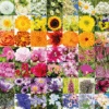 Rainbow Of Flowers 1000 Piece Jigsaw Puzzle -All Jigsaw Puzzles ajp rainbow of flowers 1000 jig AJP13584