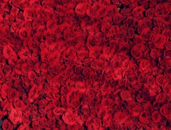 Dozens Of Roses - Impuzzible No. 19 - 1000 Piece Jigsaw Puzzle