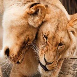 Lioness 1000 Piece Jigsaw Puzzle