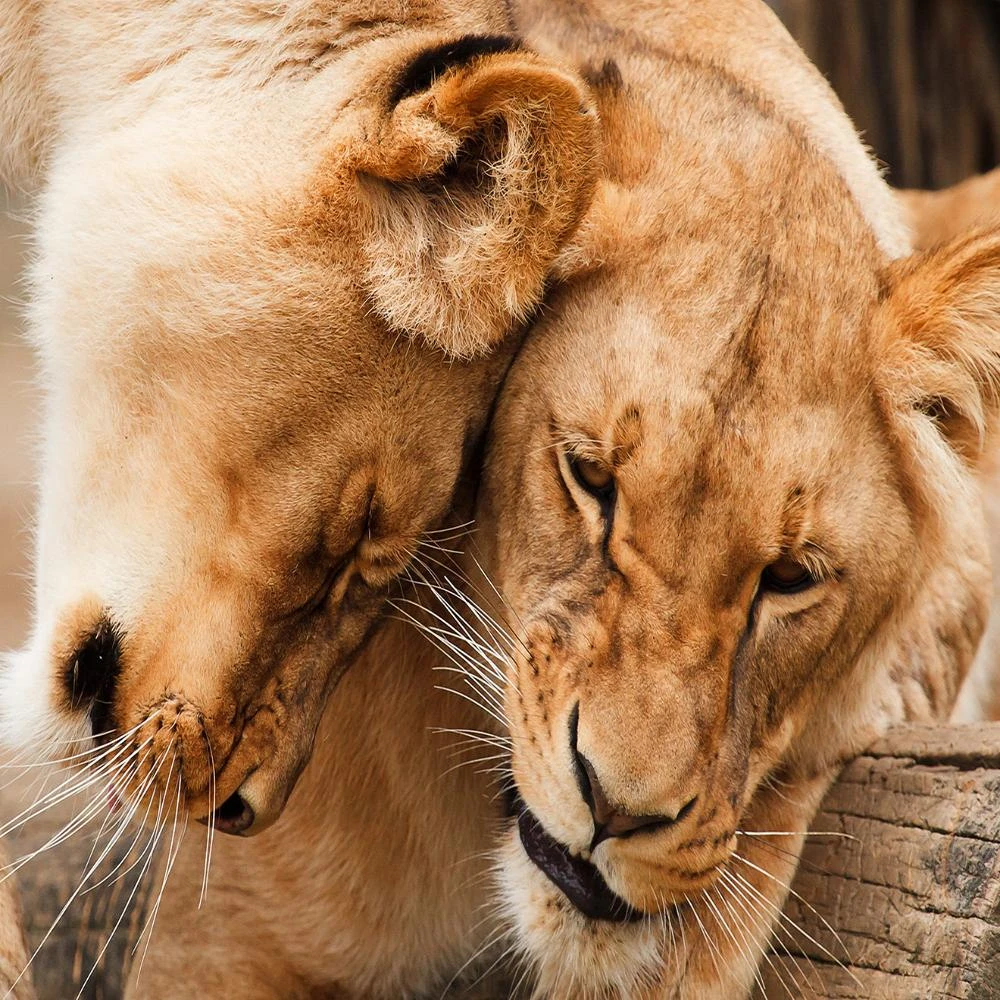 Lioness 1000 Piece Jigsaw Puzzle 3 Lioness 1000 Piece Jigsaw Puzzle