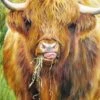 Highland Cow, 1000 Piece Jigsaw Puzzle -All Jigsaw Puzzles jigsaw puzzle highland cow 1000 piece jigsaw puzzle 1 47de7cee 1177 4698 b9e2 c205bc732047