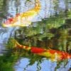 Koi Carp - 1000 Piece Jigsaw Puzzle