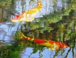 Koi Carp - 1000 Piece Jigsaw Puzzle